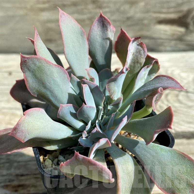 SH12941 Echeveria 'Trumpet' f. cristata