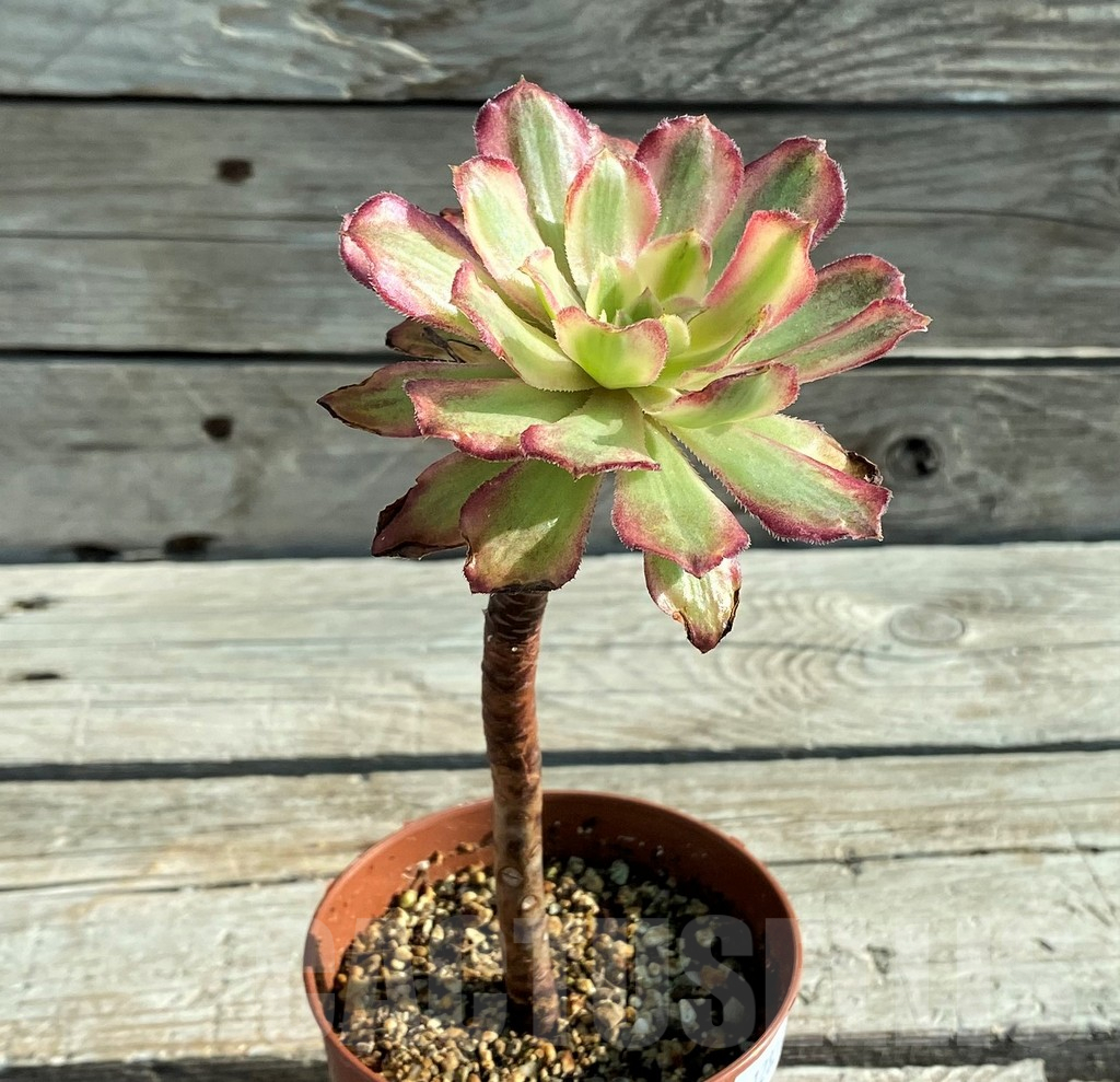 SH12826 Aeonium 'Mardi Gras' - Image 2