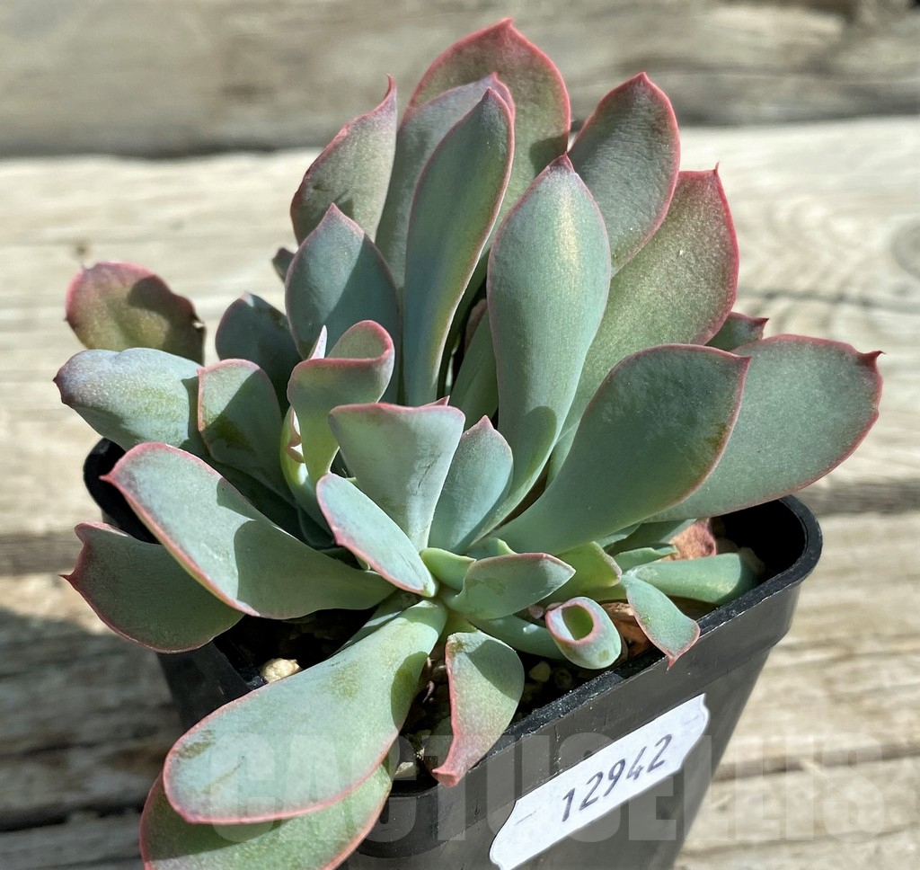SH12942 Echeveria 'Trumpet' f. cristata