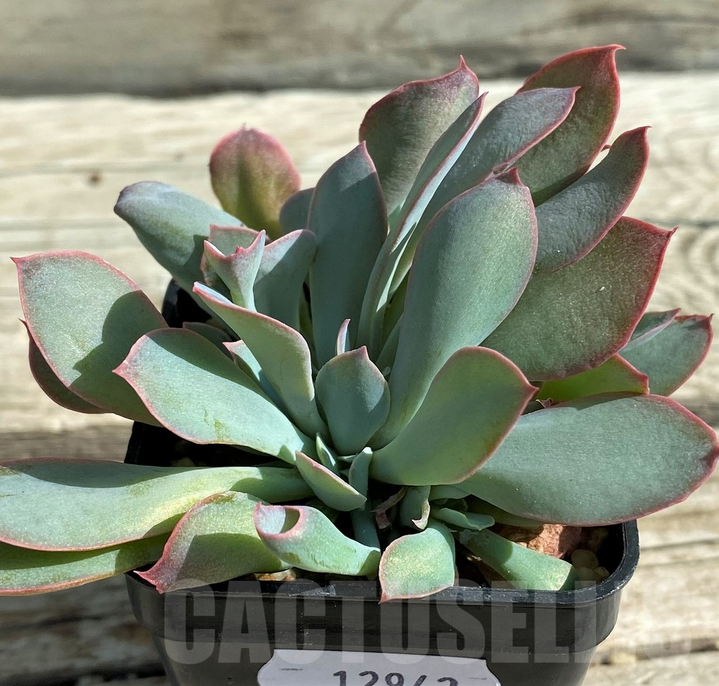 SH12942 Echeveria 'Trumpet' f. cristata - Image 2