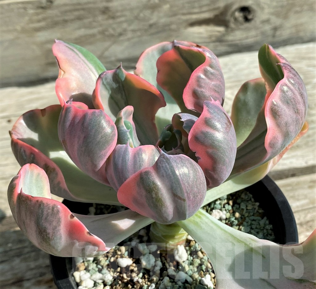 SH12943 Echeveria ‘Beyoncé Rainbow’