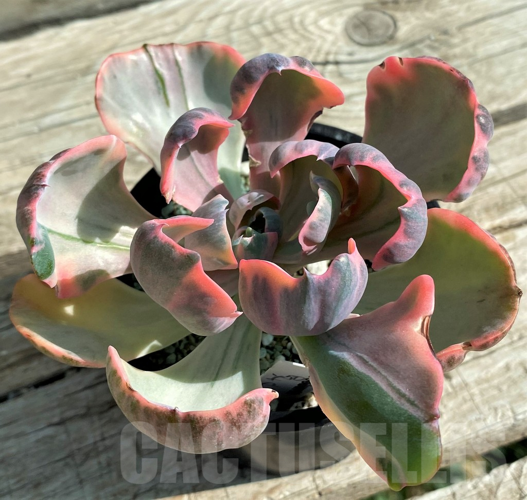 SH12943 Echeveria ‘Beyoncé Rainbow’ - Image 2