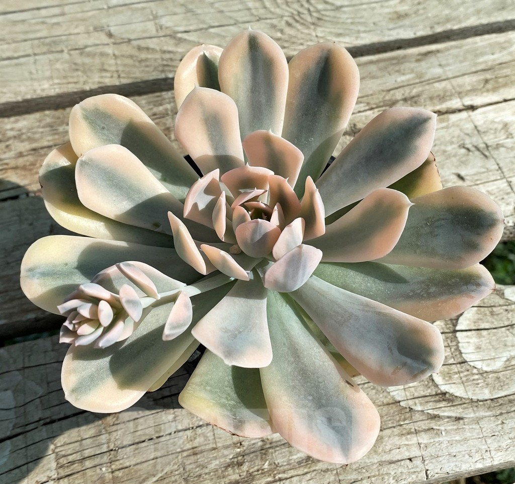 SH12944 Echeveria 'Runyonii' f. variegata - Image 2