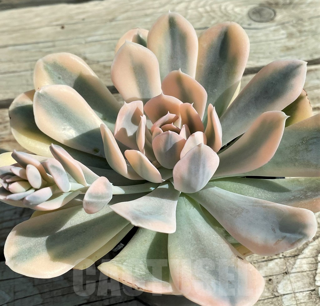 SH12944 Echeveria 'Runyonii' f. variegata