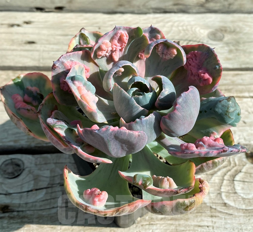 SH12945 Echeveria ‘Beyoncé Rainbow’ - Obrázek 3