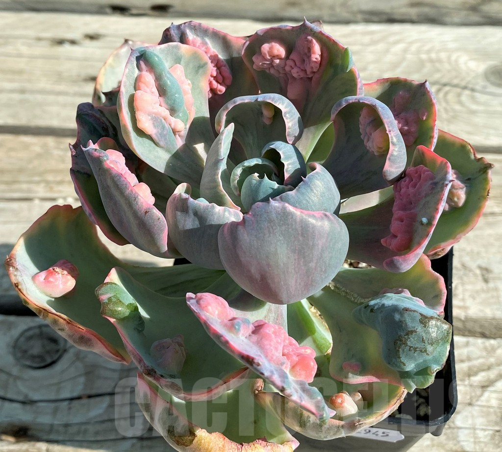 SH12945 Echeveria ‘Beyoncé Rainbow’