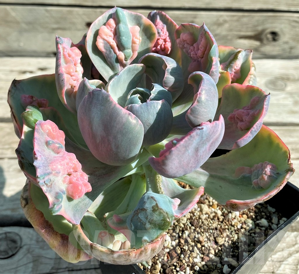SH12945 Echeveria ‘Beyoncé Rainbow’ - Obrázek 2