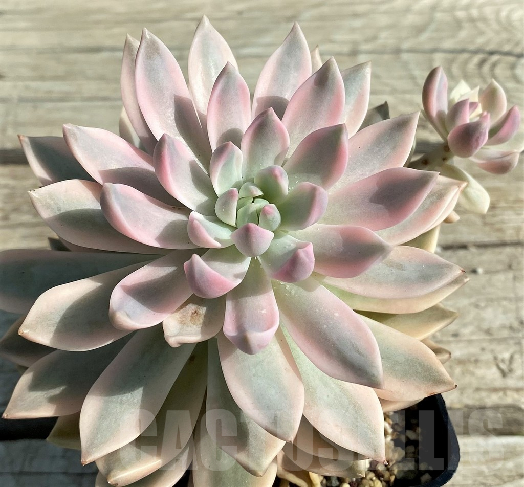 SH12946 Echeveria 'Lina'
