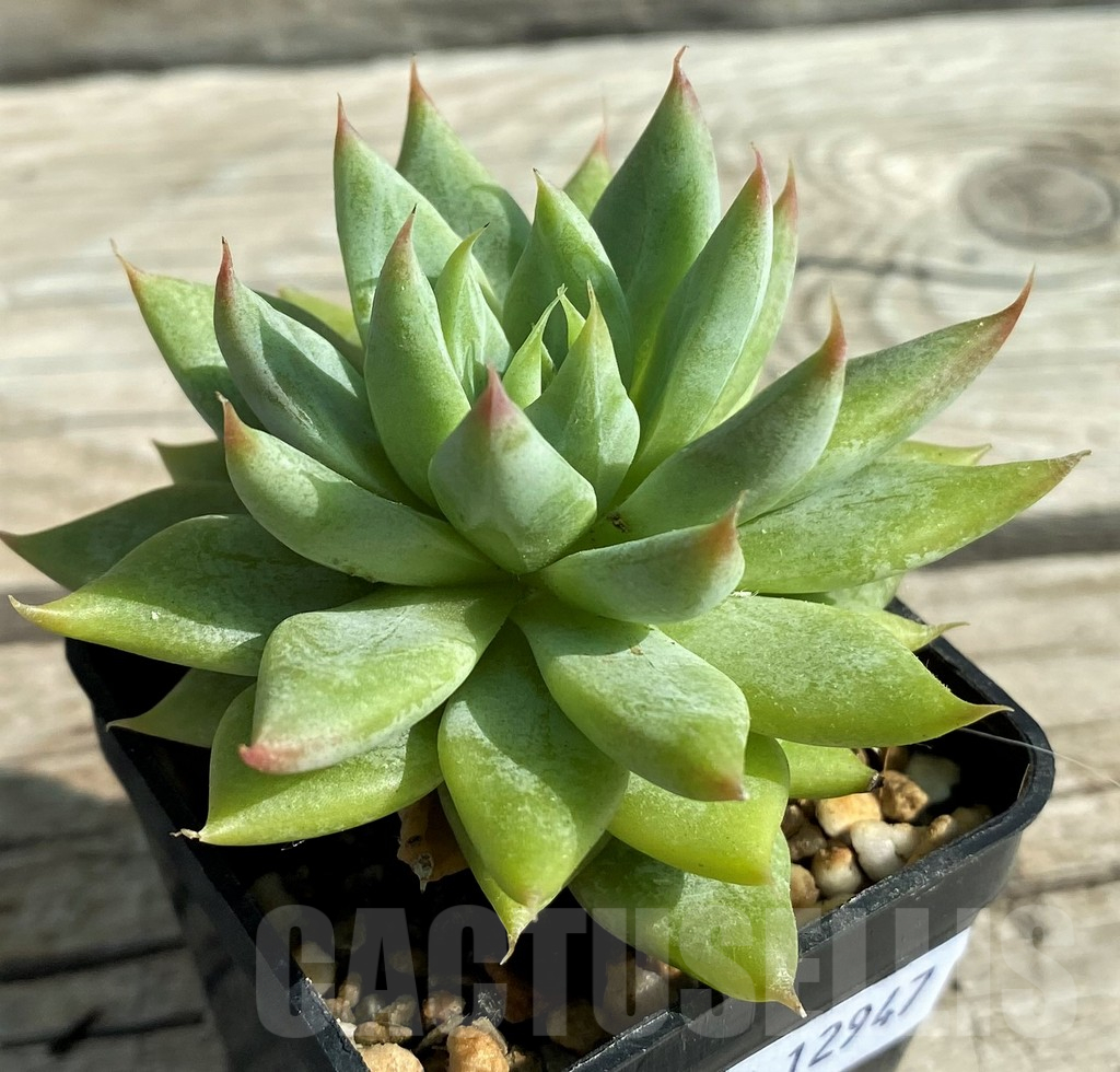 SH12947 Echeveria hybrid