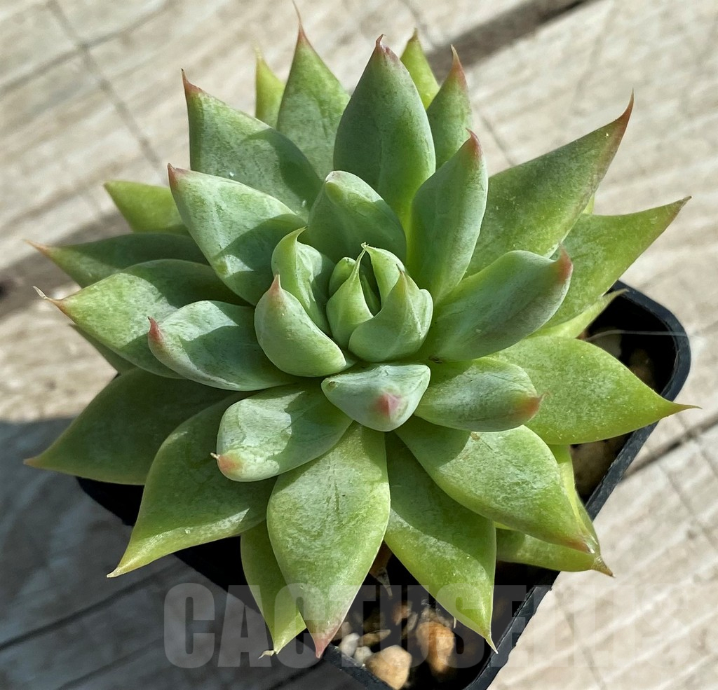 SH12947 Echeveria hybrid - Image 2