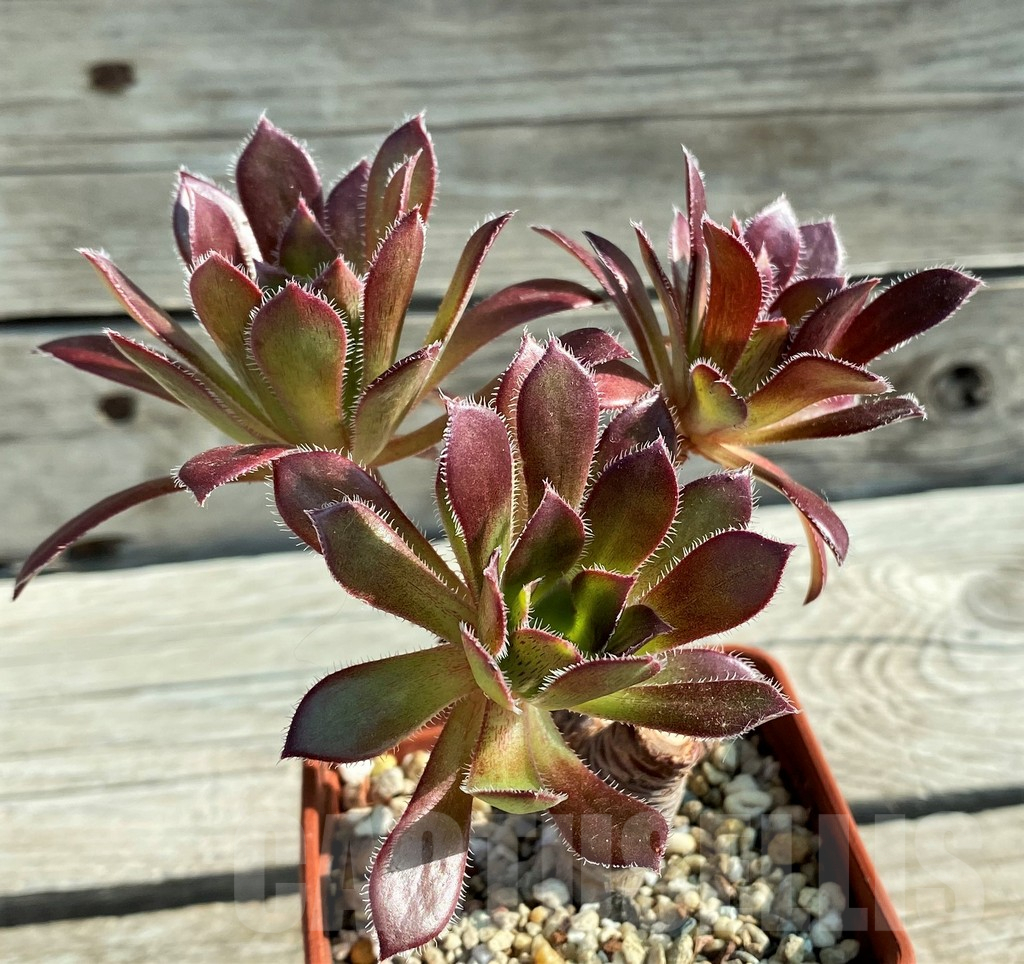 SH12827 Aeonium ‘Firecracker’