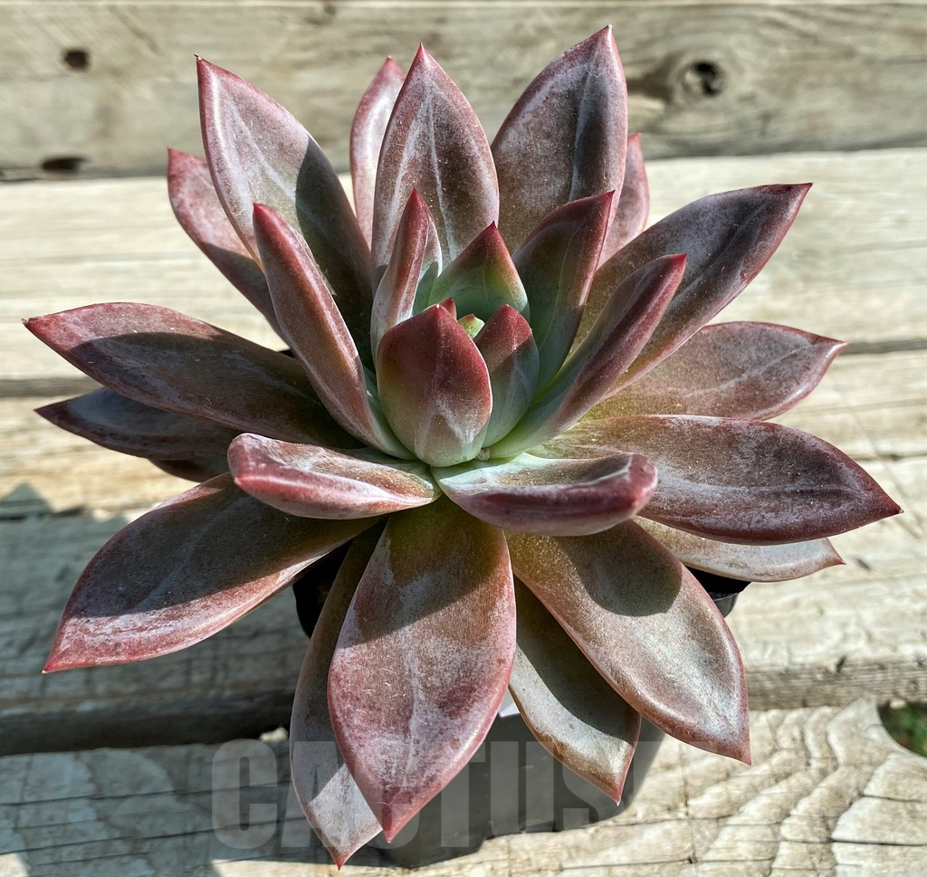 SH12950 Echeveria agavoides 'Baekya' - Image 2