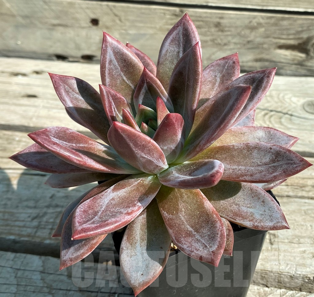 SH12950 Echeveria agavoides 'Baekya'