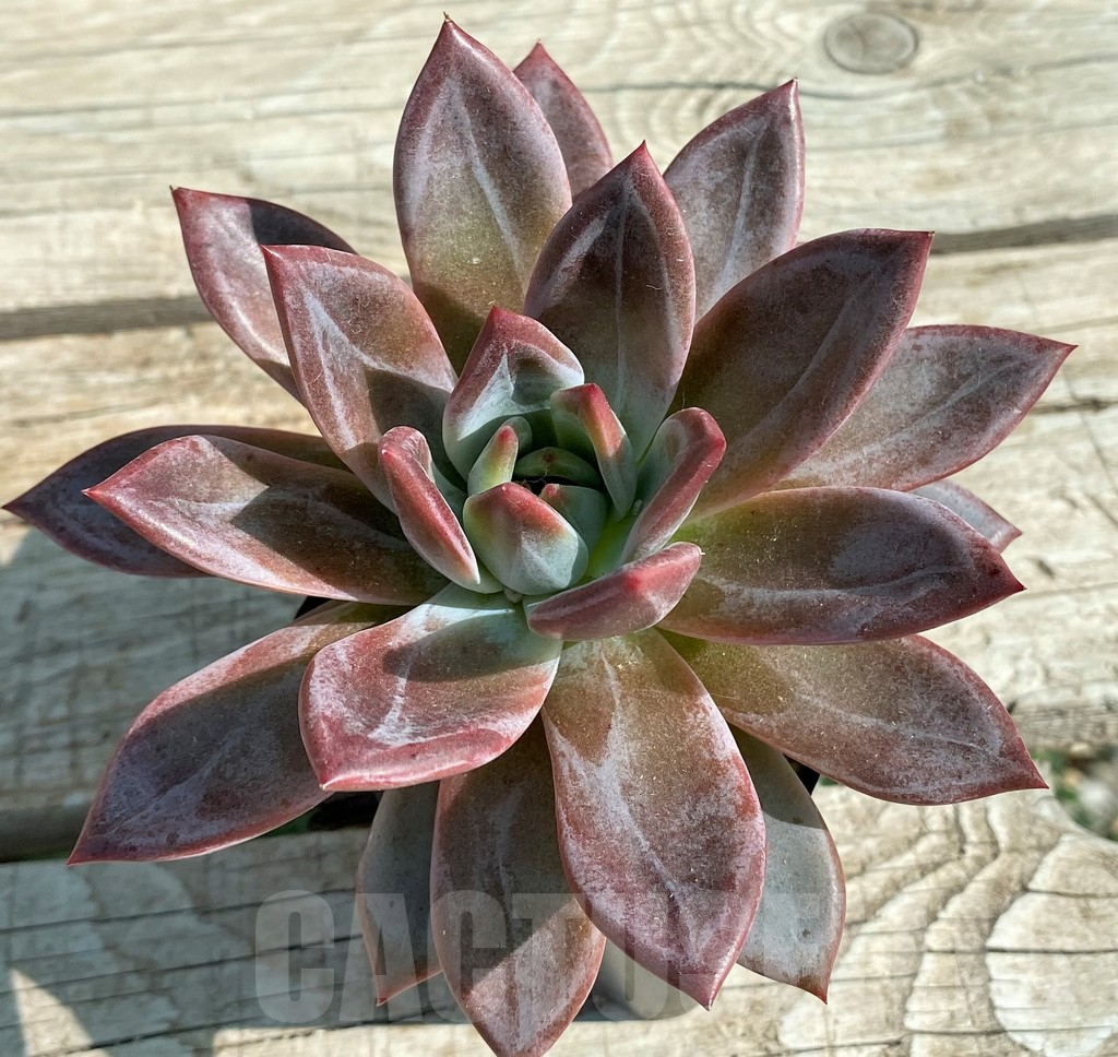 SH12950 Echeveria agavoides 'Baekya' - Image 3