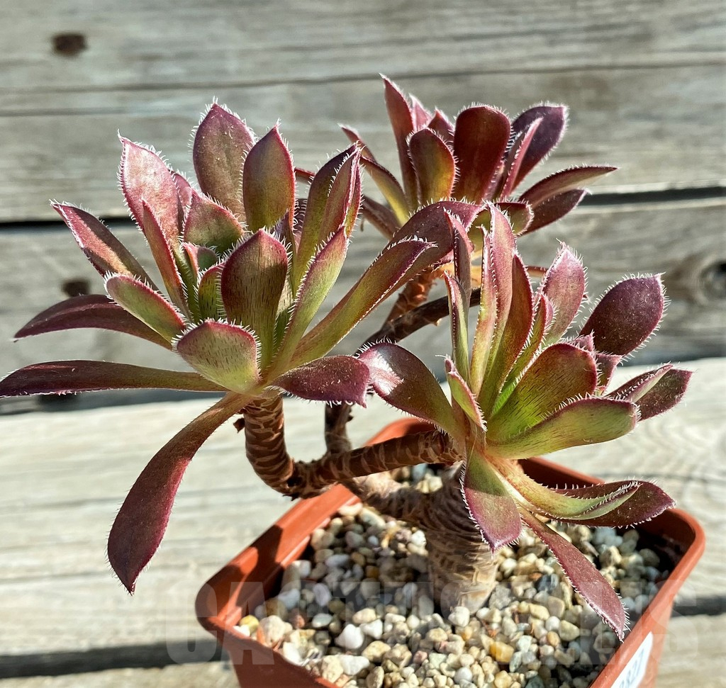 SH12827 Aeonium ‘Firecracker’ - Image 2