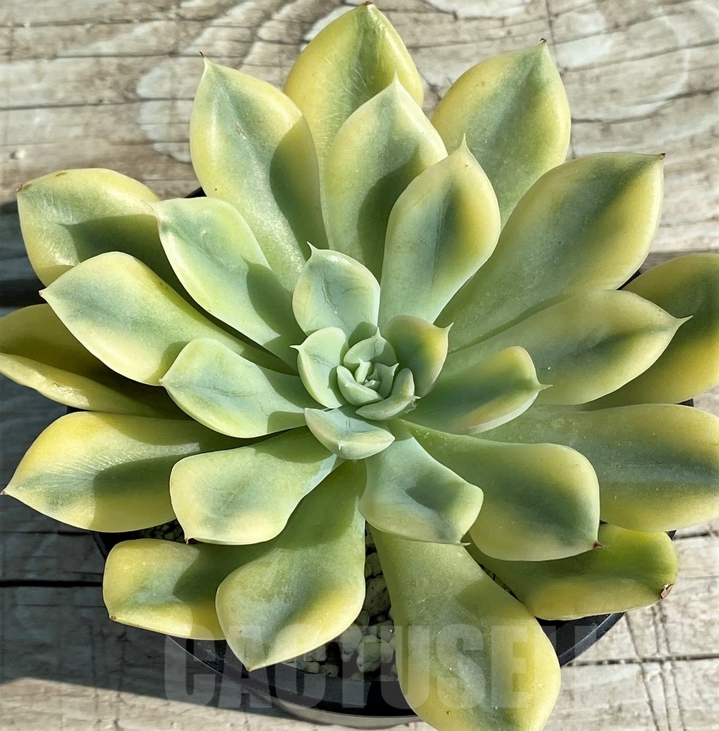 SH12952 Echeveria 'Moon Fairy'