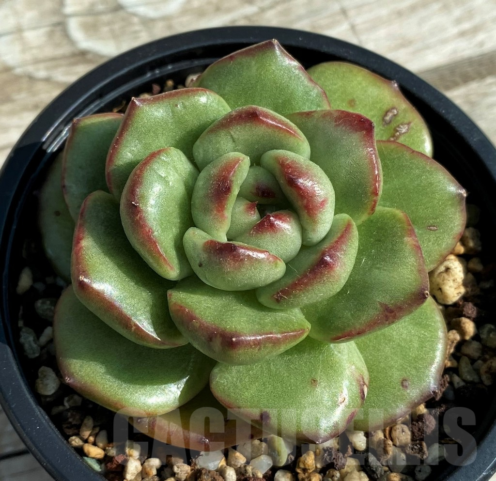 SH12953 Echeveria ‘Moonstone’