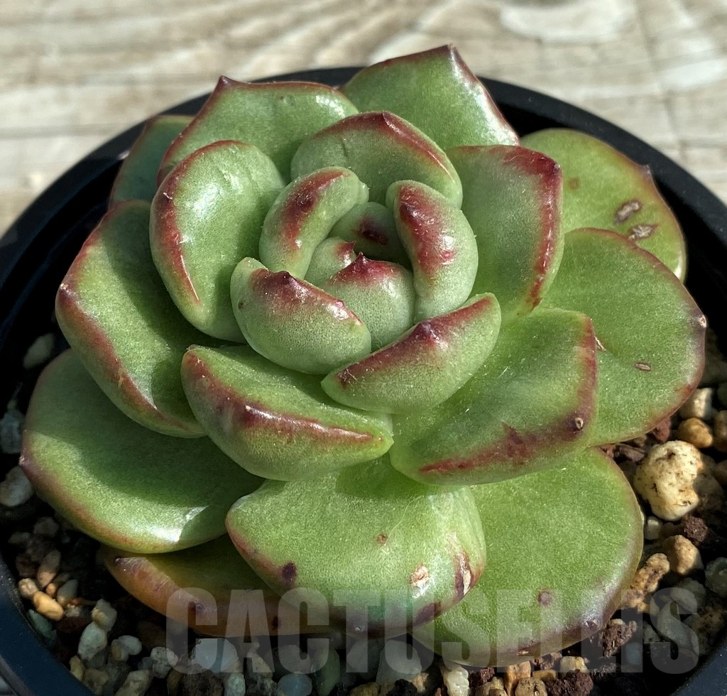 SH12953 Echeveria ‘Moonstone’ - immagine 2