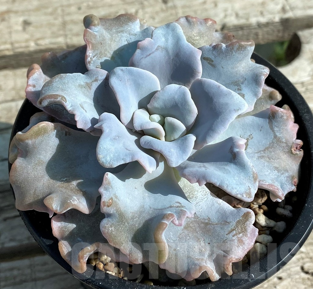 SH12956 Echeveria ‘White Dumpling’ - Image 2
