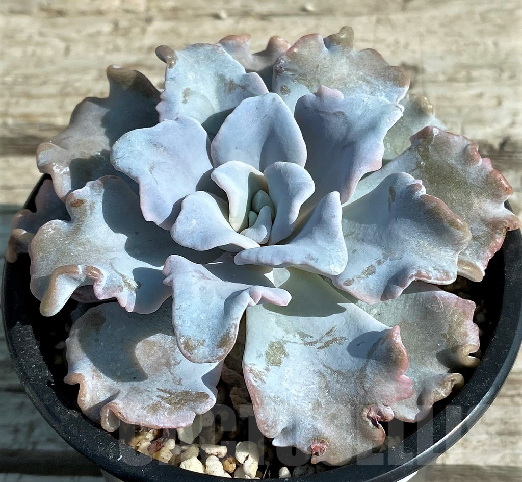 SH12956 Echeveria ‘White Dumpling’