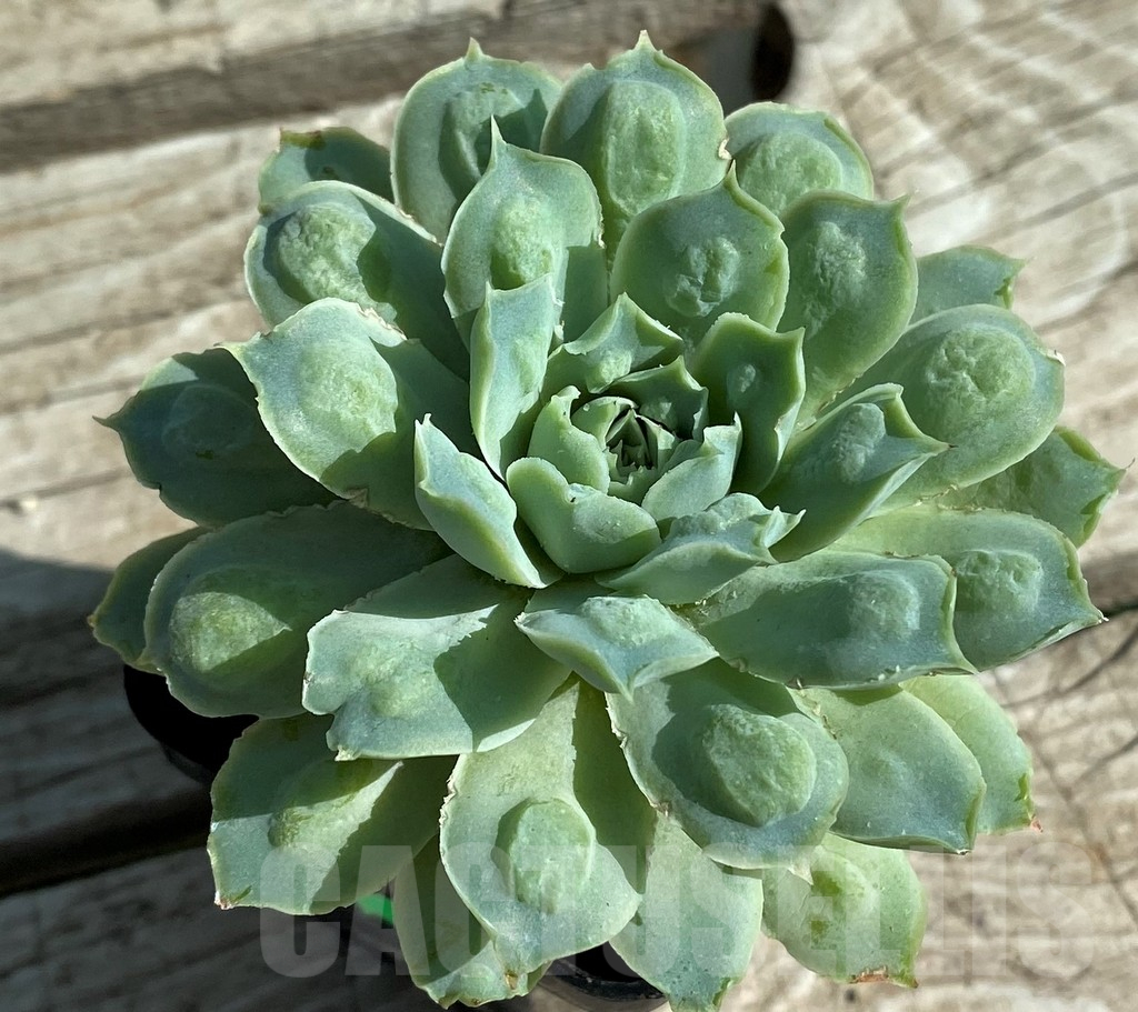 SH12957 Echeveria elegans ‘Rose with bomps’