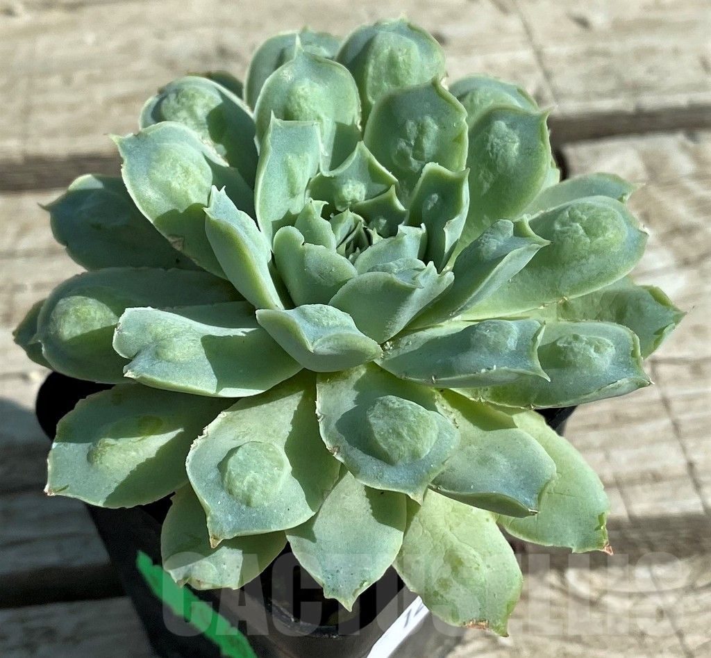 SH12957 Echeveria elegans ‘Rose with bomps’ - immagine 2