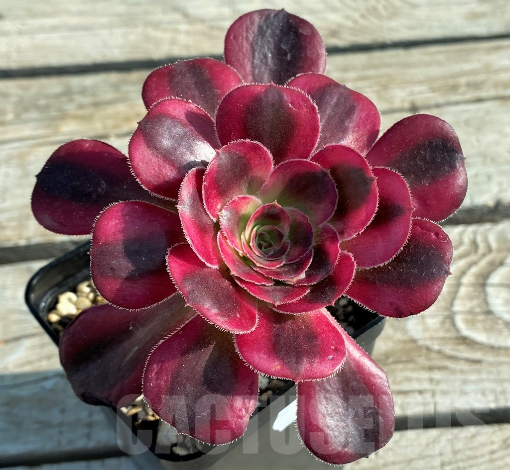 SH12828 Aeonium 'Chanel'
