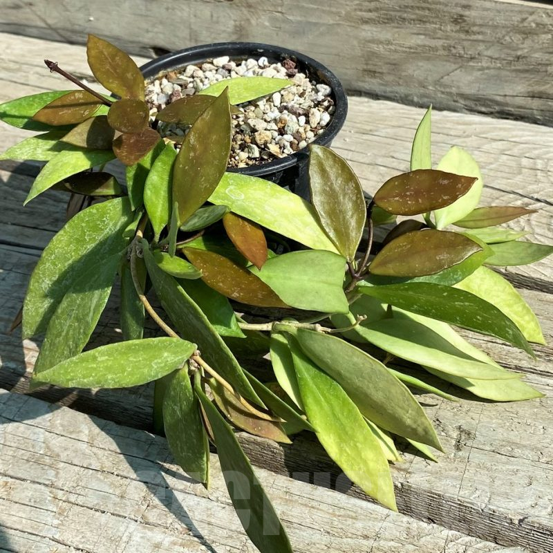 SH12960 Hoya gracilis