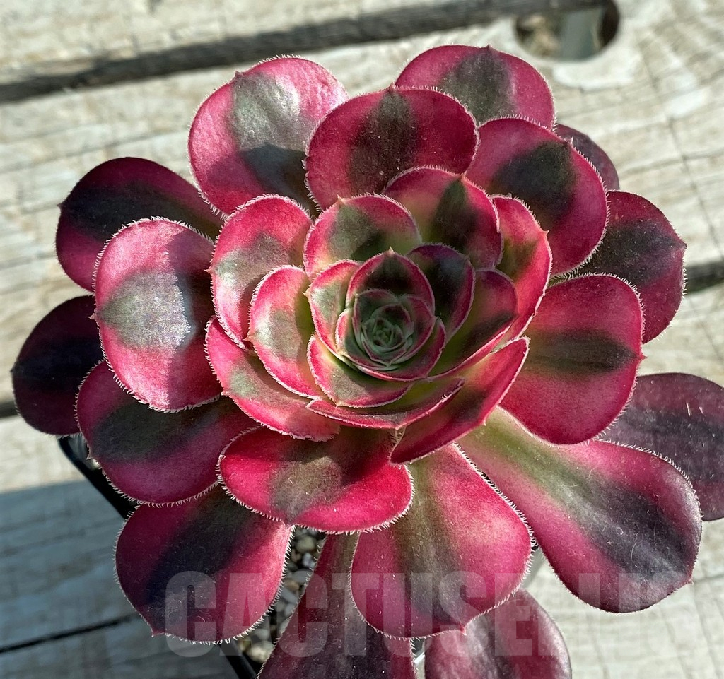 SH12829 Aeonium 'Chanel'