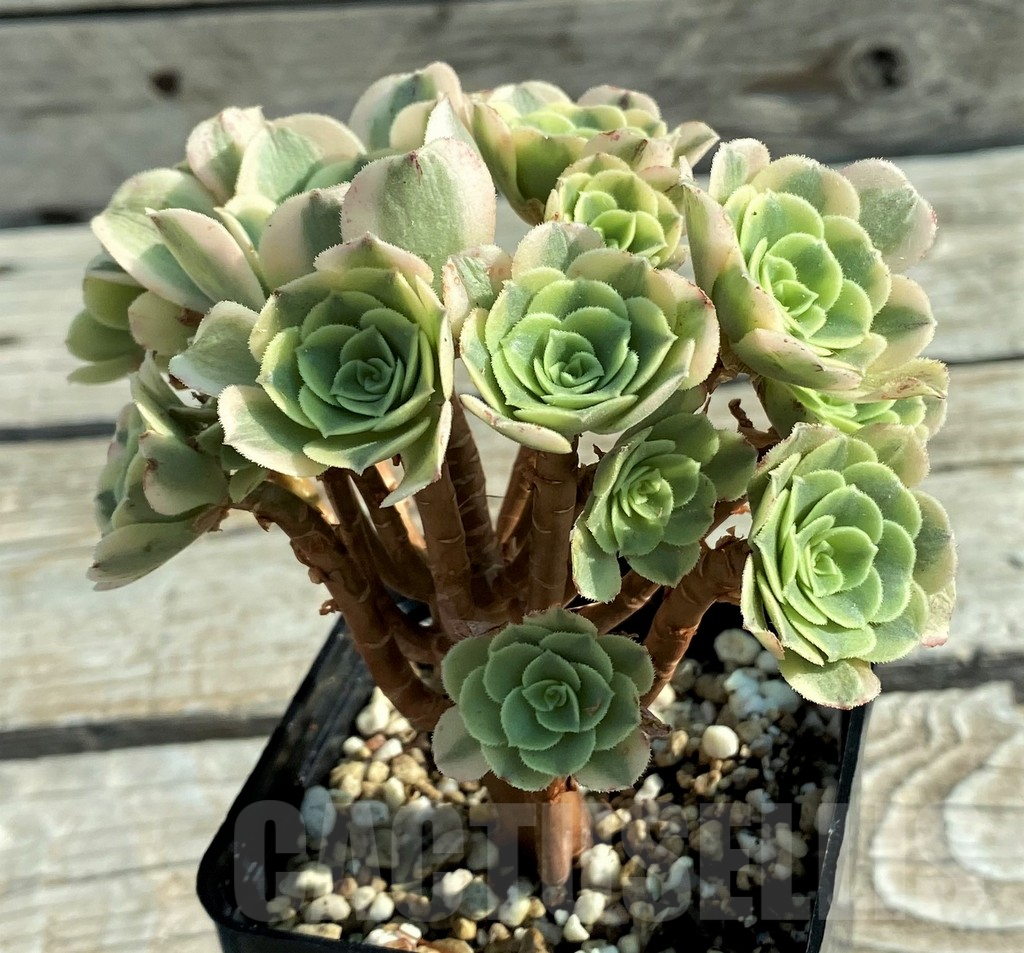 SH12830 Aeonium ‘Green Bean’