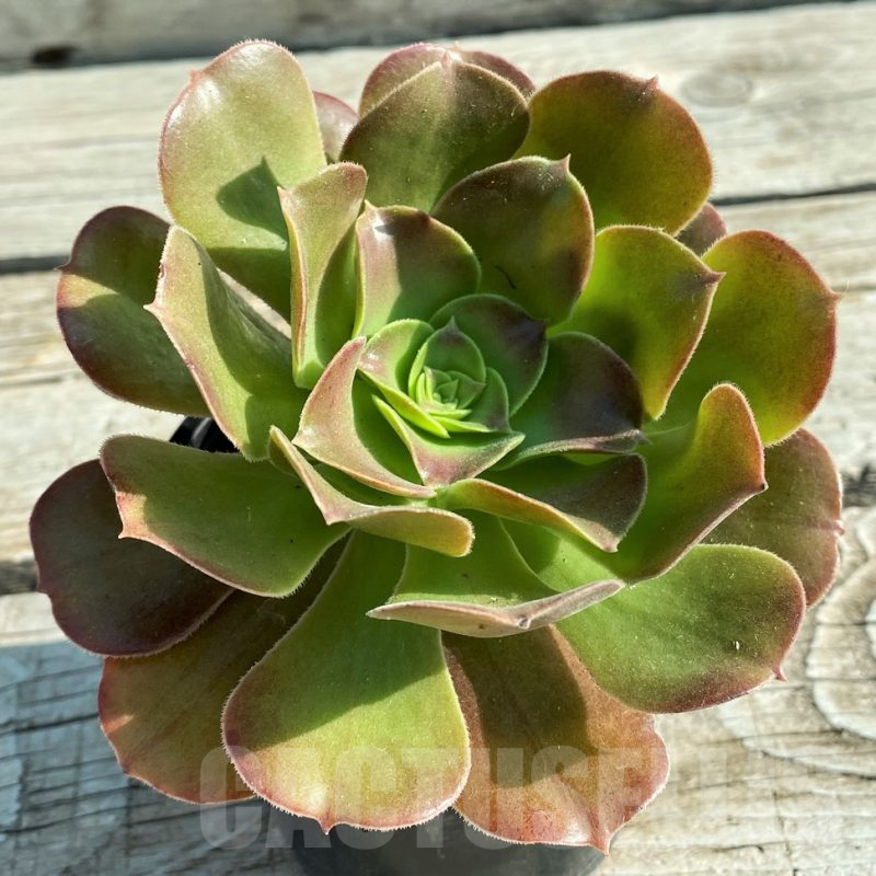 SH12836 Aeonium sp.