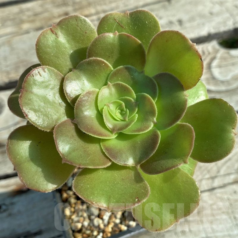 SH12840 Aeonium sp.
