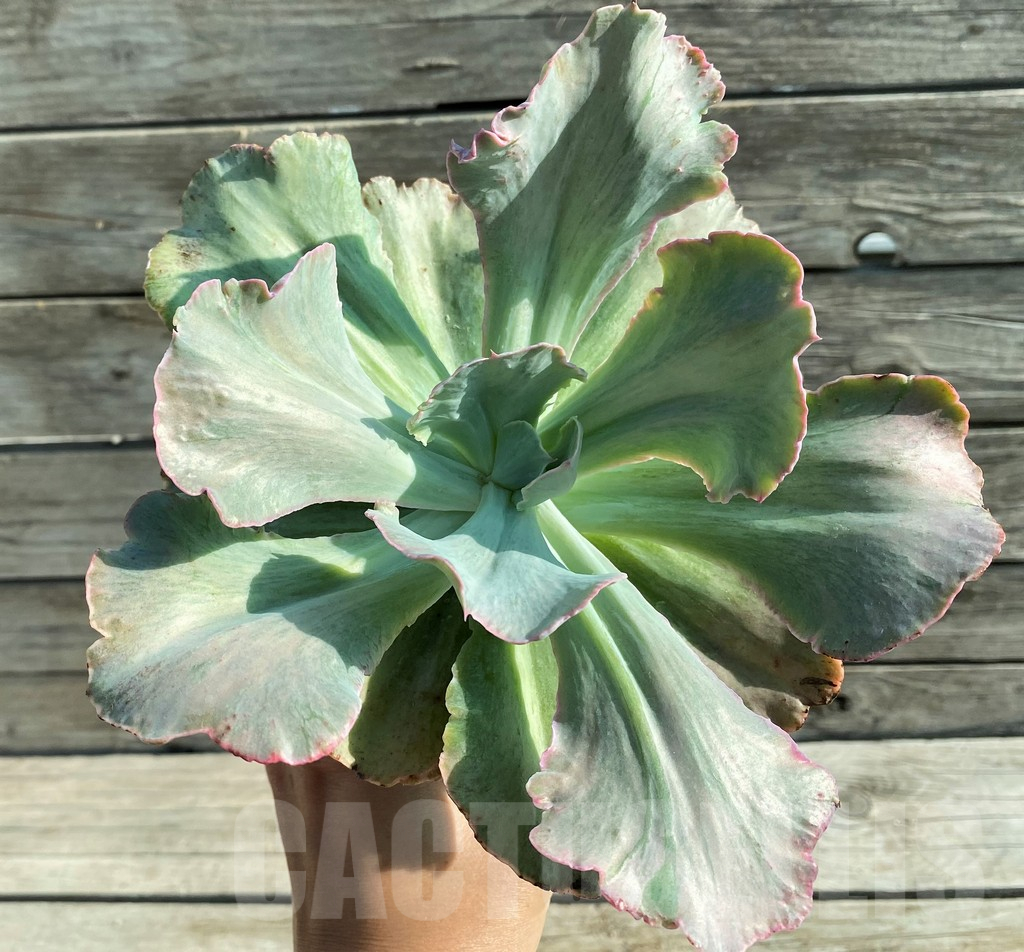 SH12844 Echeveria chantilly ‘Green mint’