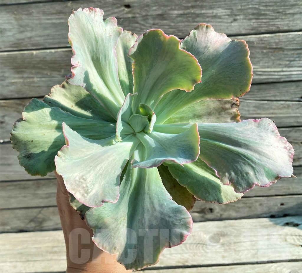 SH12844 Echeveria chantilly ‘Green mint’ - immagine 3