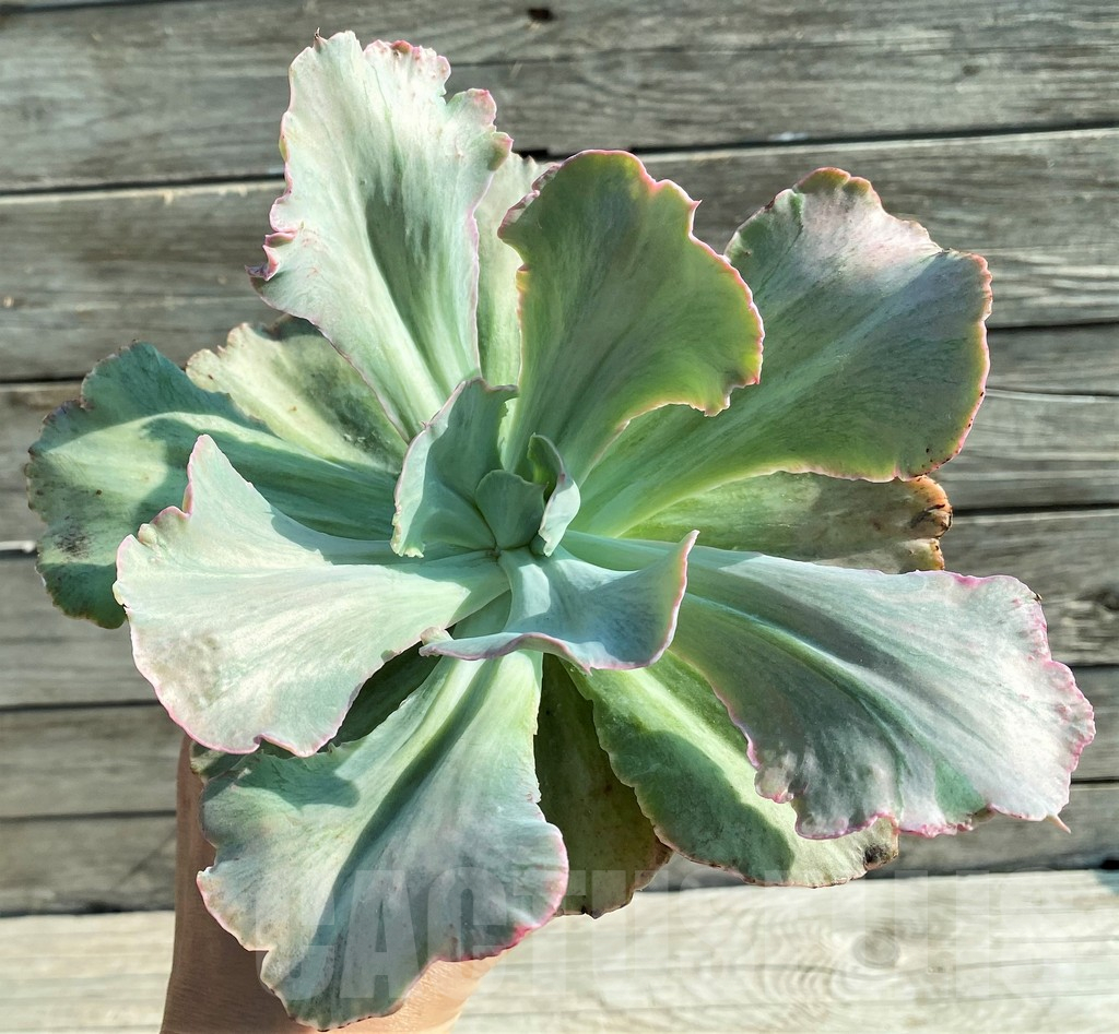 SH12844 Echeveria chantilly ‘Green mint’ - immagine 2