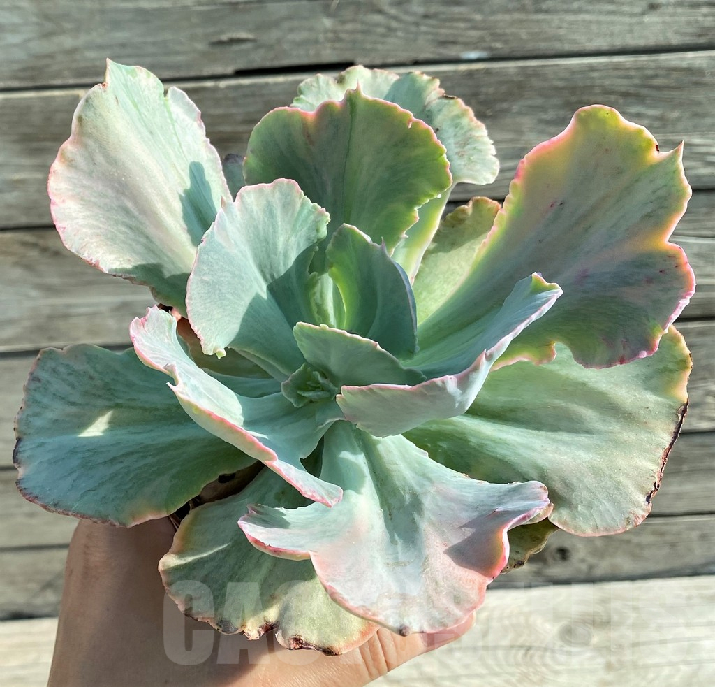 SH12845 Echeveria chantilly ‘Green mint’