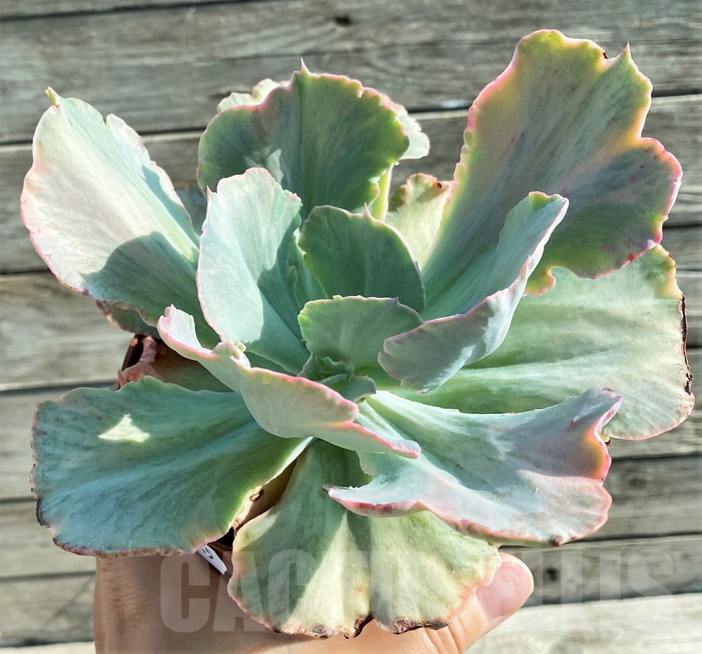 SH12845 Echeveria chantilly ‘Green mint’ - Image 2