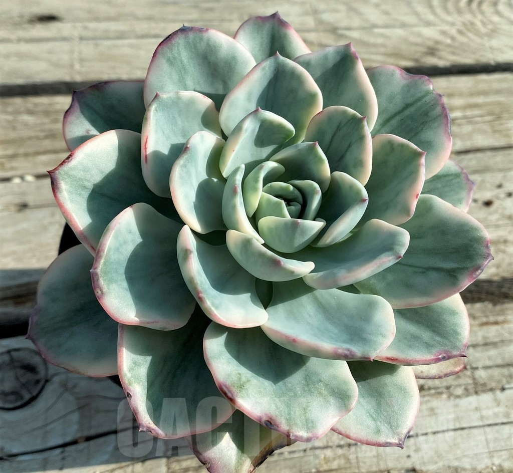 SH12846 Echeveria ‘Atlantis’ f. variegata