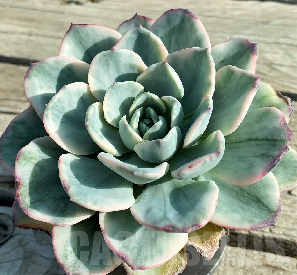 SH12846 Echeveria ‘Atlantis’ f. variegata - Image 2