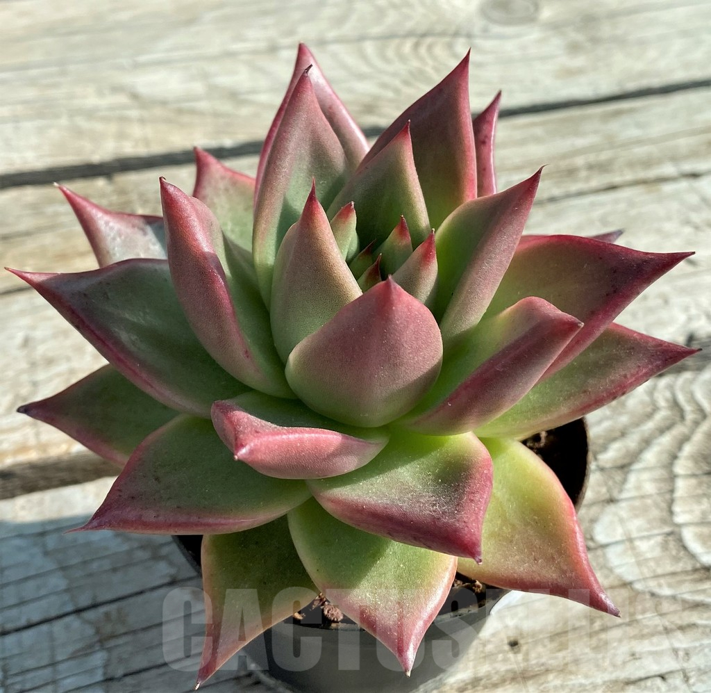 SH12849 Echeveria agavoides hybrid