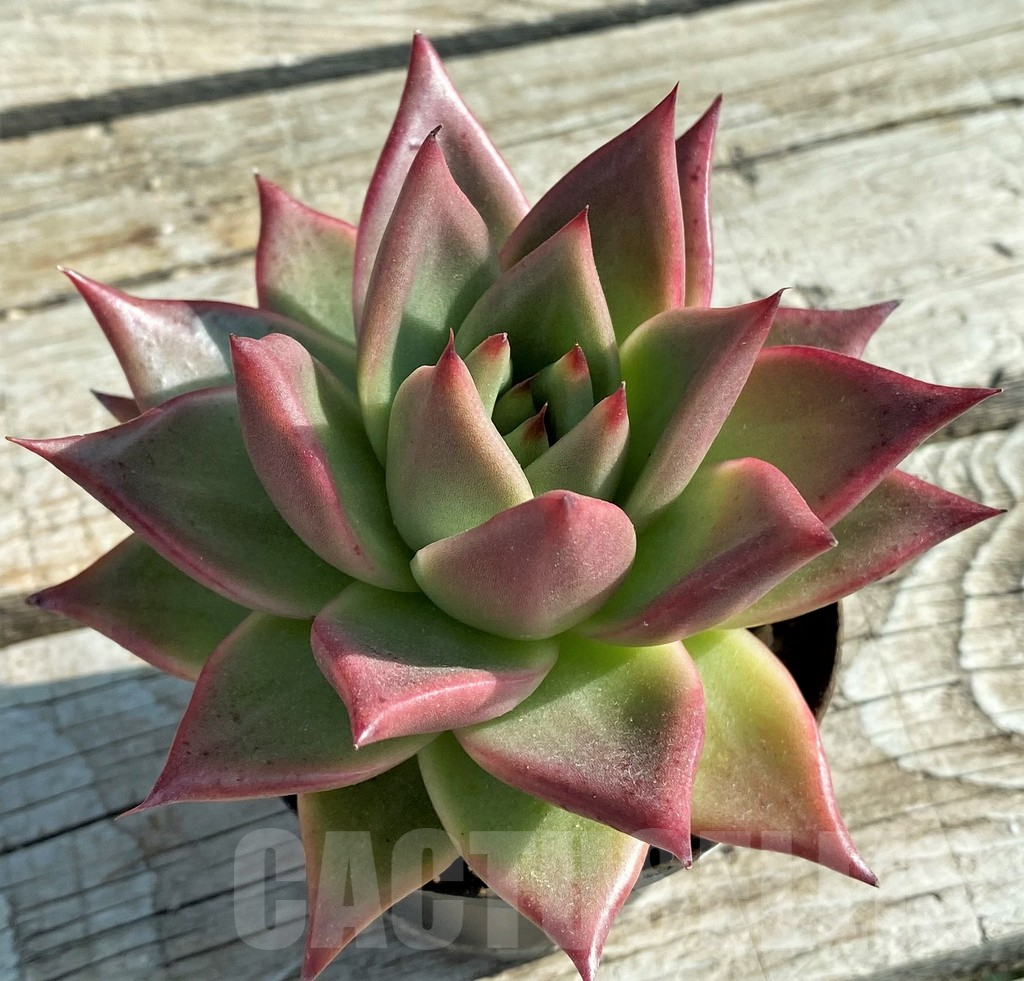 SH12849 Echeveria agavoides hybrid - Image 2