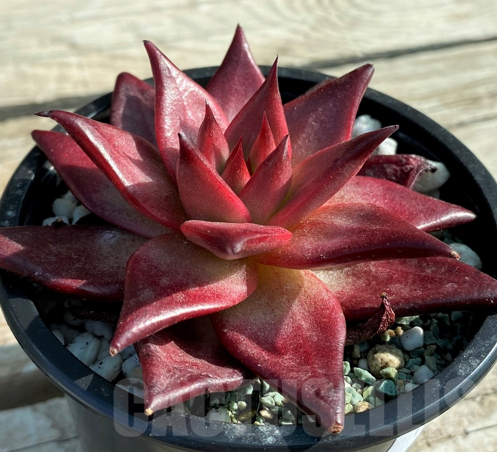 SH12851 Echeveria ‘Robin’