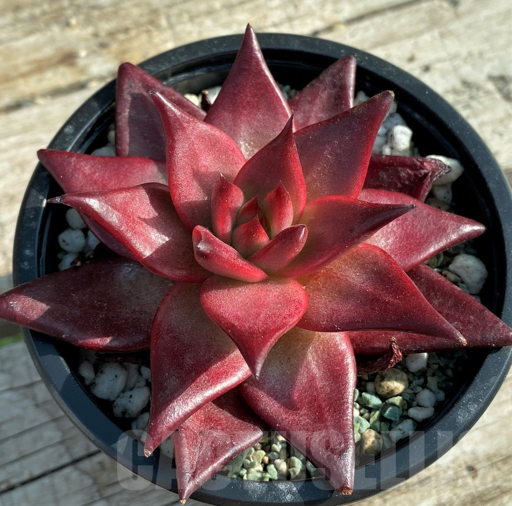 SH12851 Echeveria ‘Robin’ - Image 2