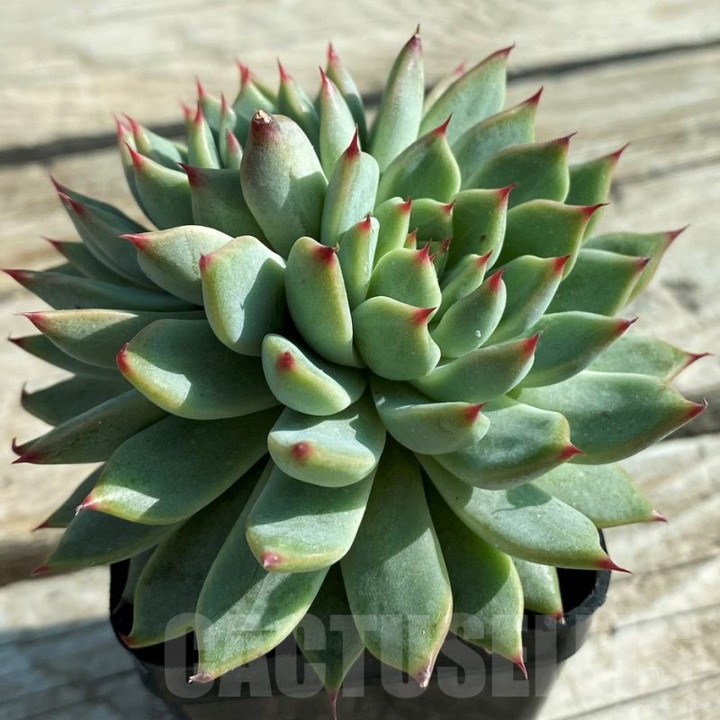 SH12852 Echeveria colorata