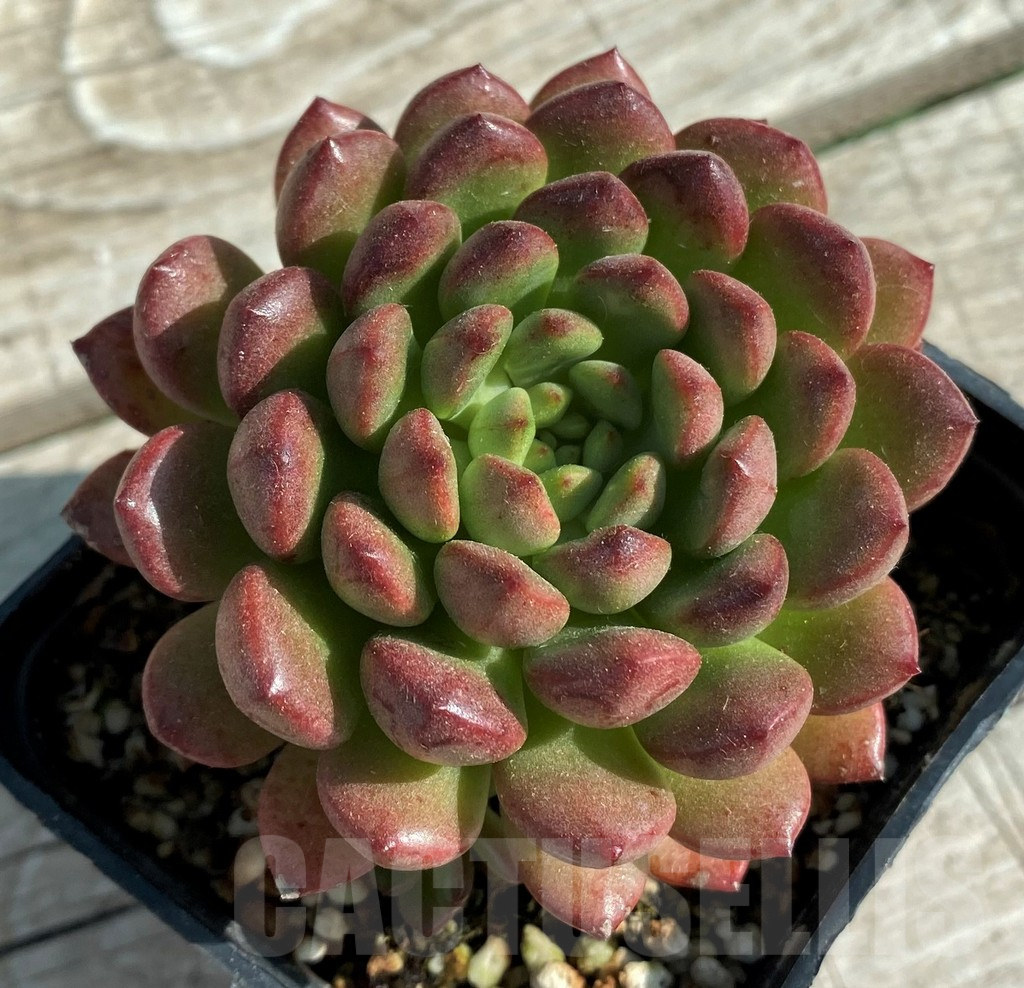 SH12930 Sedeveria ‘Pink Ruby’