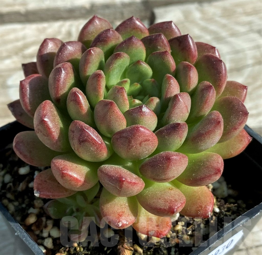 SH12930 Sedeveria ‘Pink Ruby’ – Bild 2