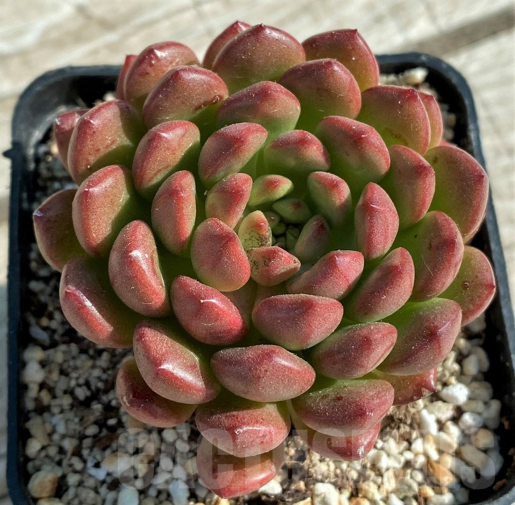 SH12931 Sedeveria ‘Pink Ruby’