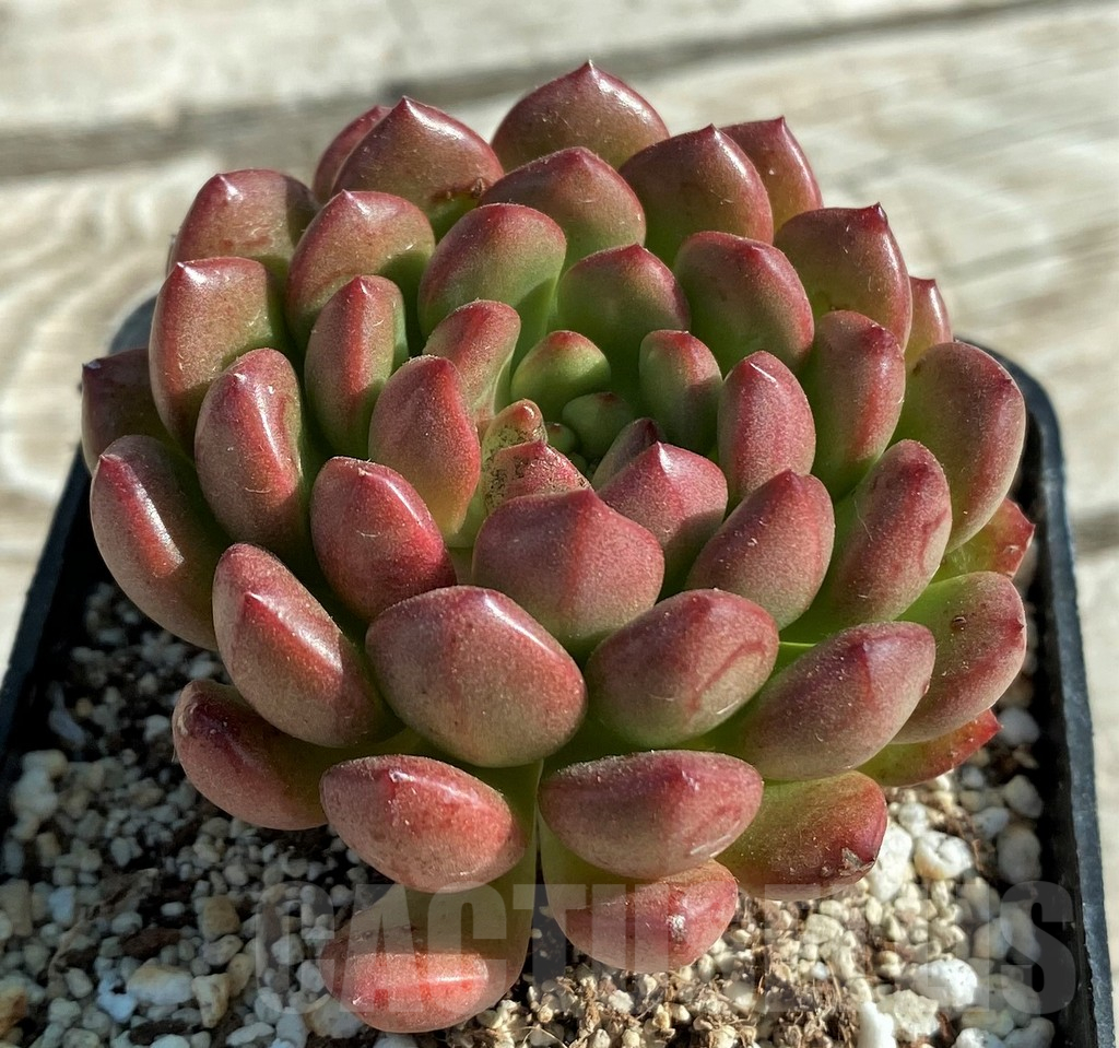 SH12931 Sedeveria ‘Pink Ruby’ - 画像 (2)