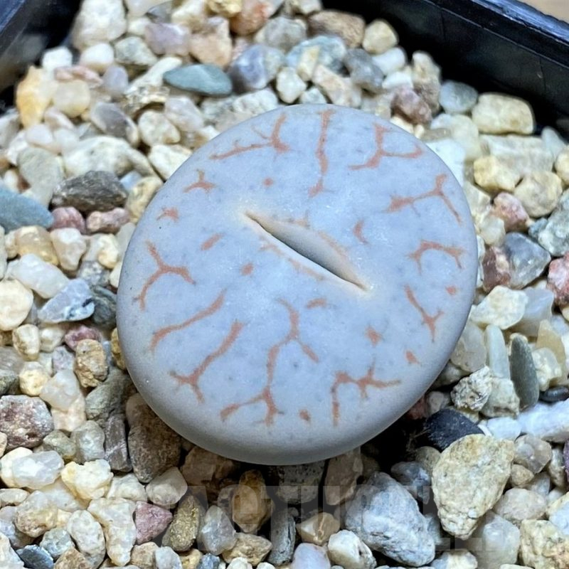 SH13100 Lithops pseudotruncatella ssp. volkii