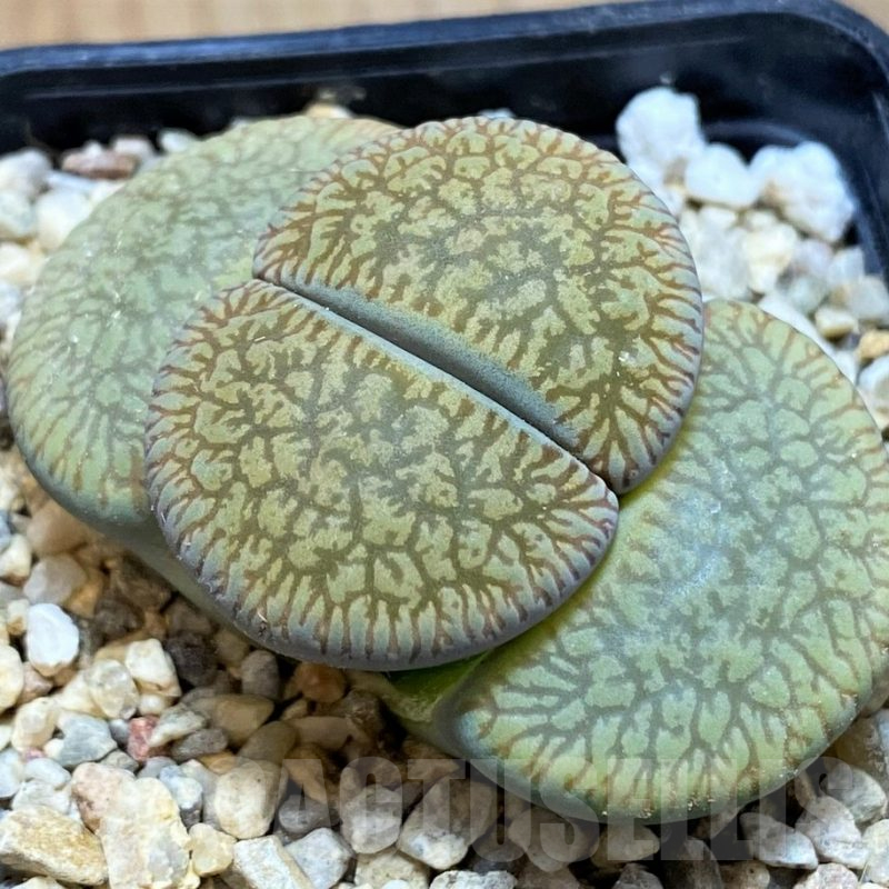 SH13101 Lithops aucampiae v. euniceae